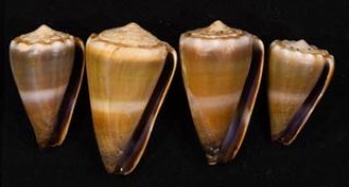 70726f647563742f72303030383138