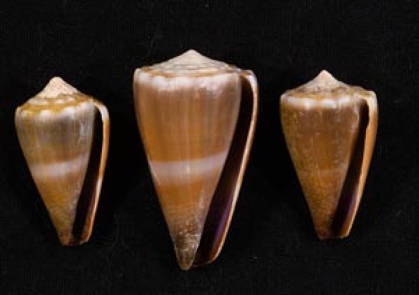 イボシマイモ Conus lividusfig.1