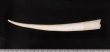 マルツノガイ Pictodentalium vernedeifig.2