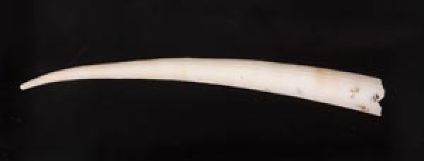 マルツノガイ Pictodentalium vernedeifig.1