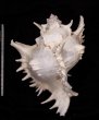 テングガイ Chicoreus ramosusfig.2