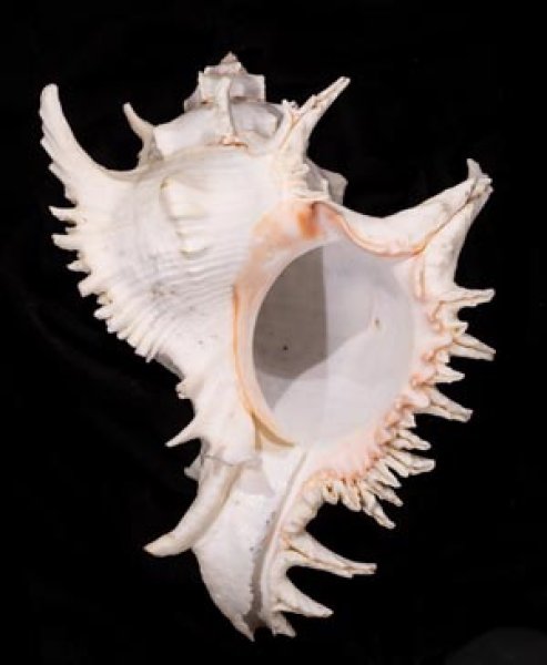 テングガイ Chicoreus ramosusfig.1