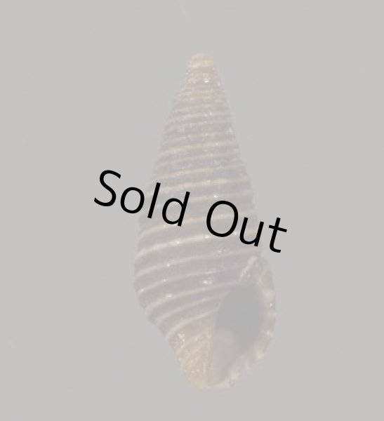 画像1: クロイトマキハラブトシャジク (1)