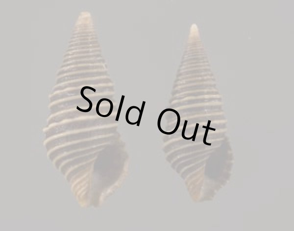 画像1: クロイトマキハラブトシャジク (1)