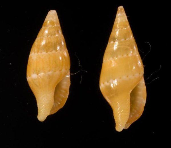 フクレシラゲガイ Mitrella bellafig.1