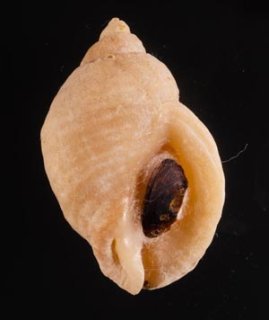 貝の標本 Hemiphaedusa similaris 14.8mm台.湾