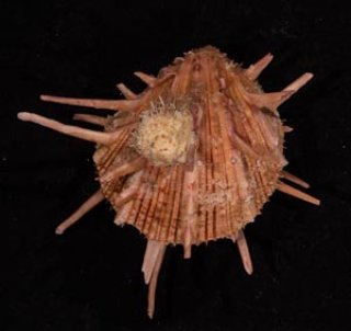 ショウジョウガイ 猩々貝 Spondylus regiusfig.1