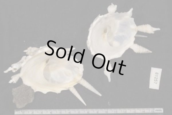 画像2: クマサカガイ(フィリピン) (2)