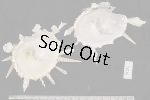 画像2: クマサカガイ(フィリピン) (2)