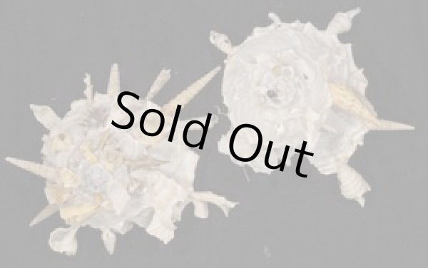 画像1: クマサカガイ(フィリピン) (1)