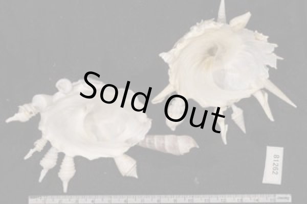 画像2: クマサカガイ(フィリピン) (2)