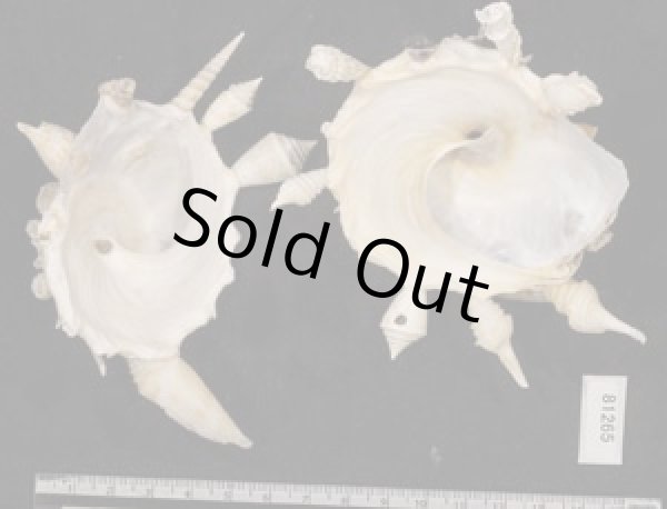 画像2: クマサカガイ(フィリピン) (2)