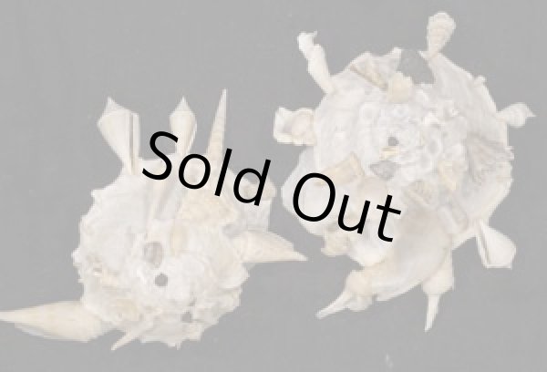 画像1: クマサカガイ(フィリピン) (1)