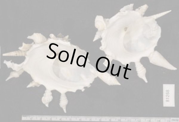 画像2: クマサカガイ(フィリピン) (2)