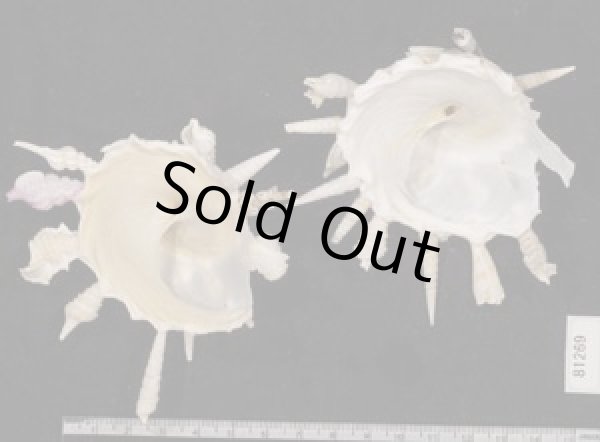 画像2: クマサカガイ(フィリピン) (2)