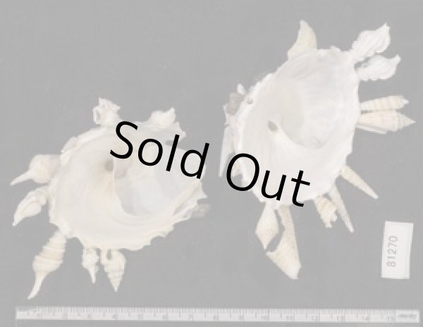 画像2: クマサカガイ(フィリピン) (2)