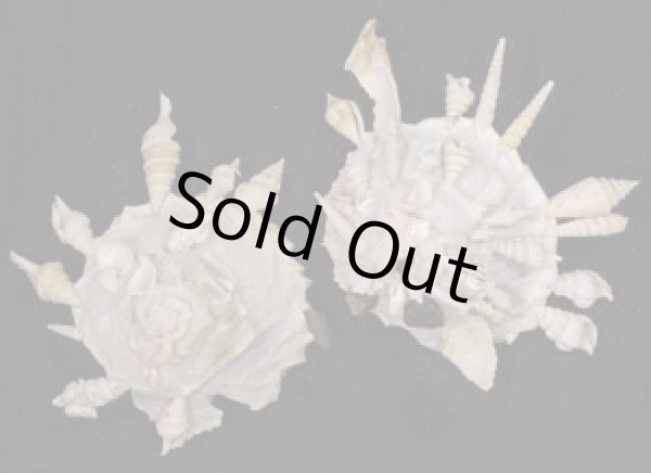 画像1: クマサカガイ(フィリピン) (1)