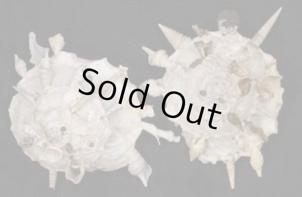 画像1: クマサカガイ(フィリピン) (1)