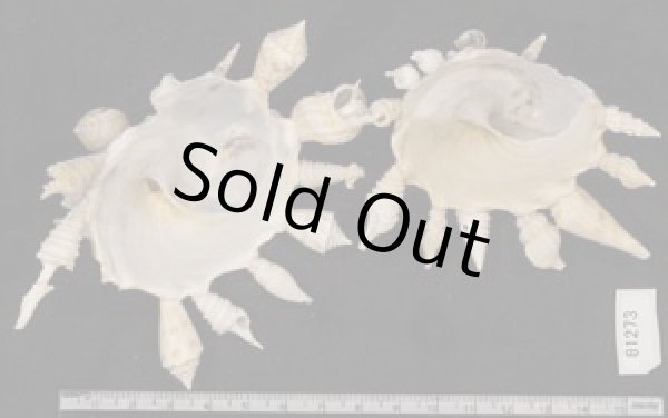 画像2: クマサカガイ(フィリピン) (2)