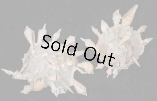 画像1: クマサカガイ(フィリピン) (1)