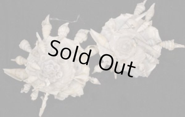 画像1: クマサカガイ(フィリピン) (1)