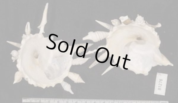 画像2: クマサカガイ(フィリピン) (2)