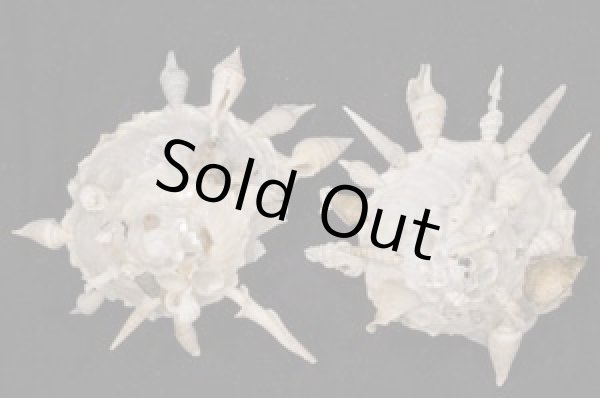 画像1: クマサカガイ(フィリピン) (1)