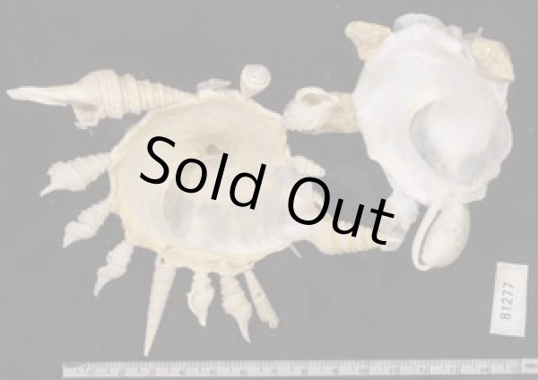 画像2: クマサカガイ(フィリピン) (2)