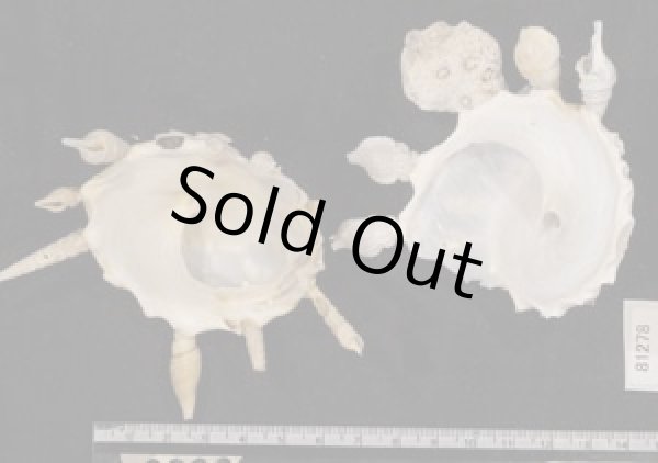 画像2: クマサカガイ(フィリピン) (2)