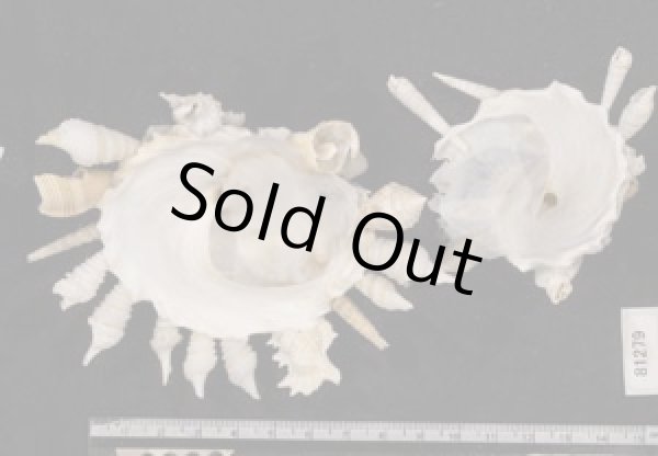 画像2: クマサカガイ(フィリピン) (2)