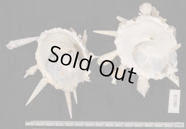 画像2: クマサカガイ(フィリピン) (2)