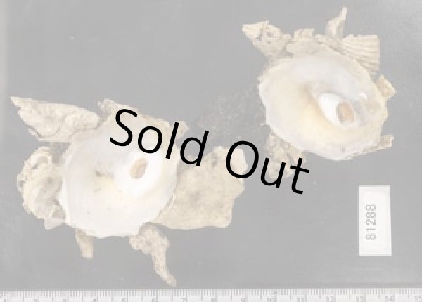 画像2: クマサカガイ (2)