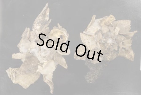 画像1: クマサカガイ (1)