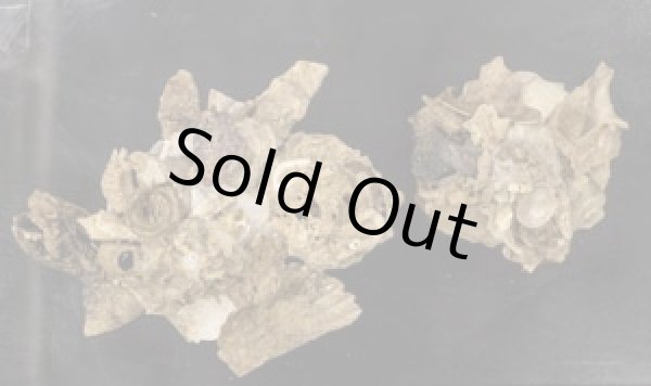 画像1: クマサカガイ (1)