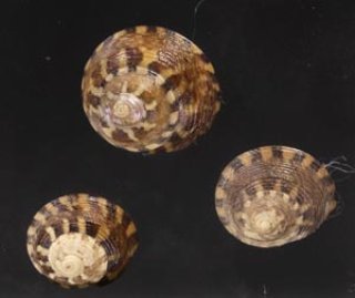 貝　まとめ売り 北海道産】ホタテ貝柱・刺身用 大サイズ | 47CLUB – 名産・特産