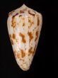 カラクサイモ 唐草芋 Conus caracteristicusfig.3