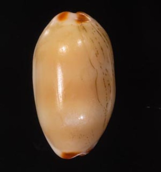 ヤナギシボリダカラ Luria isabella isabellafig.1
