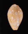 アジロダカラ Palmadusta ziczacfig.1