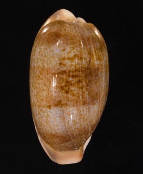 カバフダカラ Erronea cauricafig.1