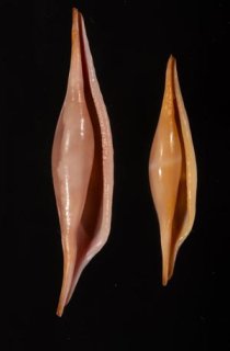 特売 SALE - 美貝 BIGAI