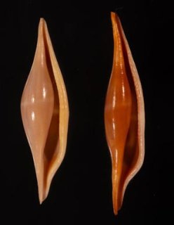 ウミウサギ科 OVULIDAE - 美貝 BIGAI