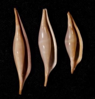新着 New - 美貝 BIGAI