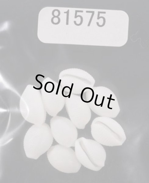 画像1: シラタマガイ (1)