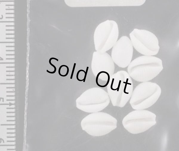 画像2: シラタマガイ (2)