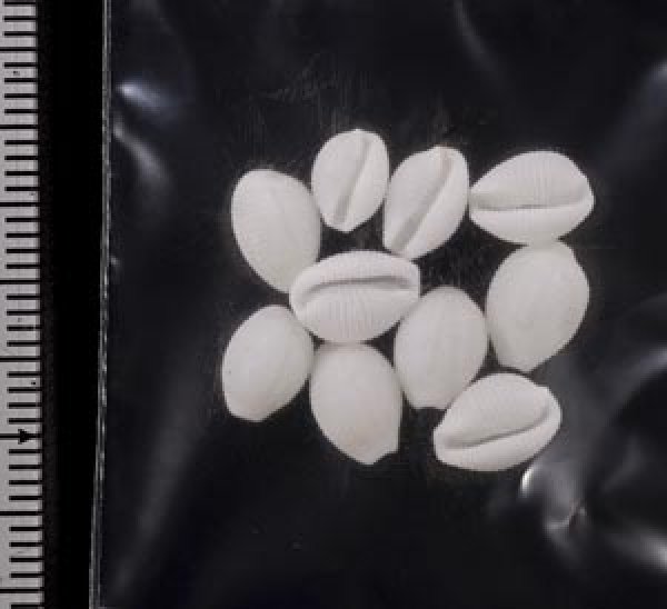 画像2: シラタマガイ (2)