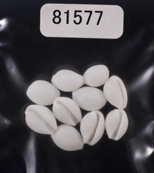 画像1: シラタマガイ (1)