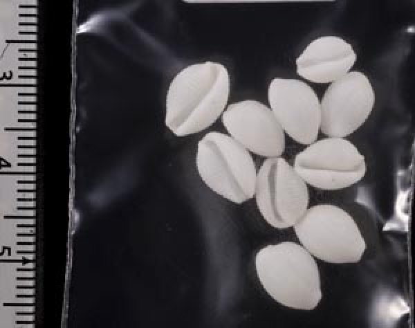 画像2: シラタマガイ (2)