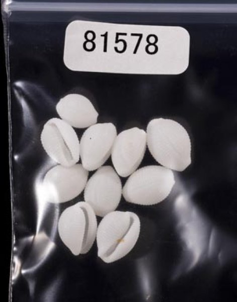 画像1: シラタマガイ (1)