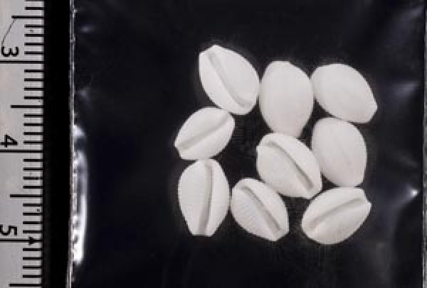 画像2: シラタマガイ (2)