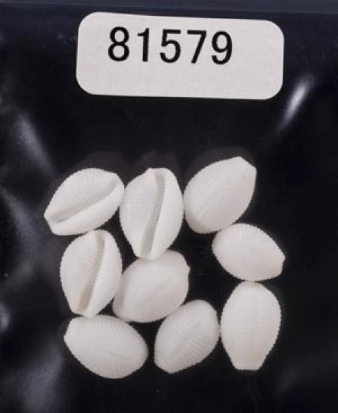 画像1: シラタマガイ (1)